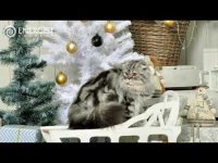 Наталья Спесивцева. Сказка "Звездная Кошка". Фестиваль Энергия Рождества Наталья Спесивцева. Сказка "Звездная Кошка". Фестиваль Энергия Рождества